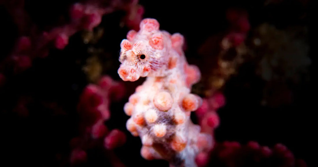 The Secret Life of Seahorses: Inspiration Behind Our Ocean-Inspired Jewelry