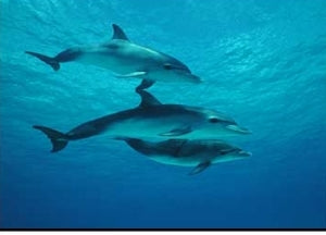 Sea Life