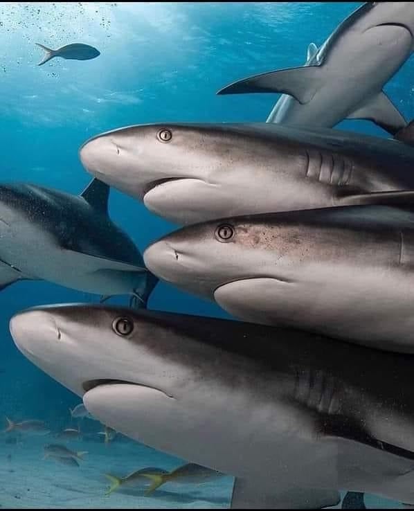Big Blue by Roland St John sterling silver triple grey reef shark necklace, inspired by underwater footage. Features realistic sharks in motion.