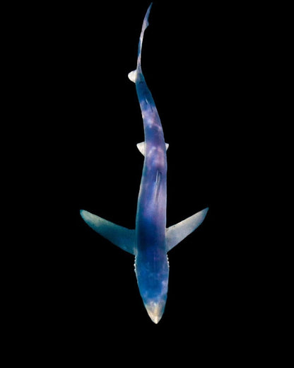 Ocean Theme  Blue Shark Joe Romeiro Sea Life Sterling Silver Pendant - Big Blue