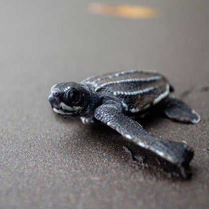 Ocean Theme Leatherback Turtle Hatchling Sea Life  Lead Free Pewter Pin - Big Blue