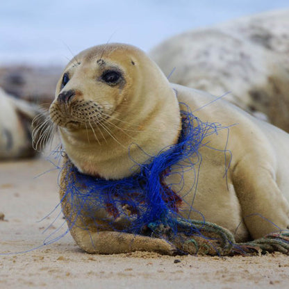 Sea Lion Christmas Ornament, Ocean Angel Sea Lion Holiday Ornament, Conservation Ornament, Sea Lion Angel Tree Ornament, Sea Lion Gifts - Big Blue
